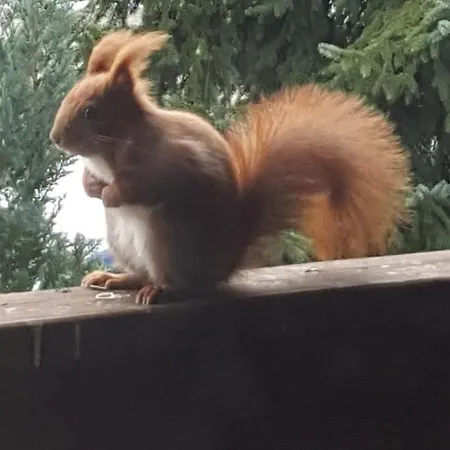 Haus Am Wald Lägenhet